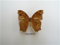 藏品(暮眼蝶)的圖片